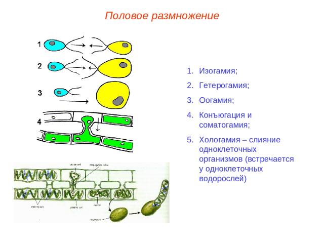 Изогамия; Гетерогамия; Оогамия; Конъюгация и соматогамия; Хологамия – слияние одноклеточных организмов (встречается у одноклеточных водорослей) Половое размножение