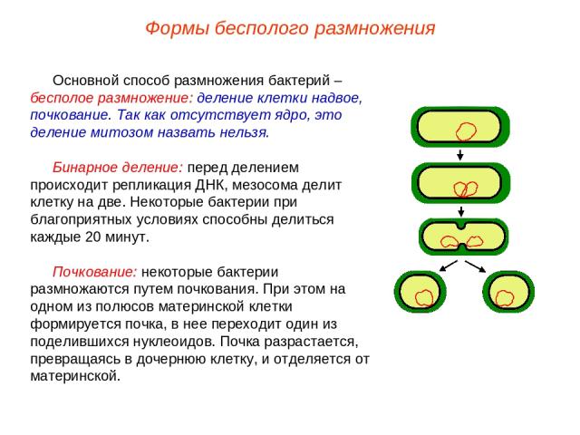 Основной способ размножения бактерий – бесполое размножение: деление клетки надвое, почкование. Так как отсутствует ядро, это деление митозом назвать нельзя. Бинарное деление: перед делением происходит репликация ДНК, мезосома делит клетку на две. Н…