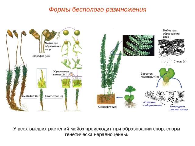 Формы бесполого размножения У всех высших растений мейоз происходит при образовании спор, споры генетически неравноценны.