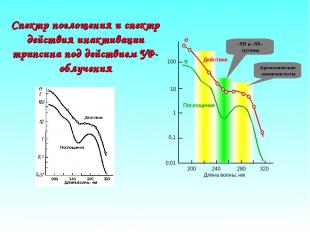 Спектр поглощения и спектр действия инактивации трипсина под действием УФ-облуче