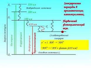Электронные переходы в ароматических аминокислотах. e¯ + ●AH+ 3AH* 3AH* 1AH + фо