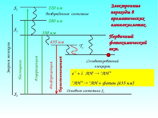 Электронные переходы в ароматических аминокислотах. e¯ + ●AH+ 3AH* 3AH* 1AH + фотон (435 нм)