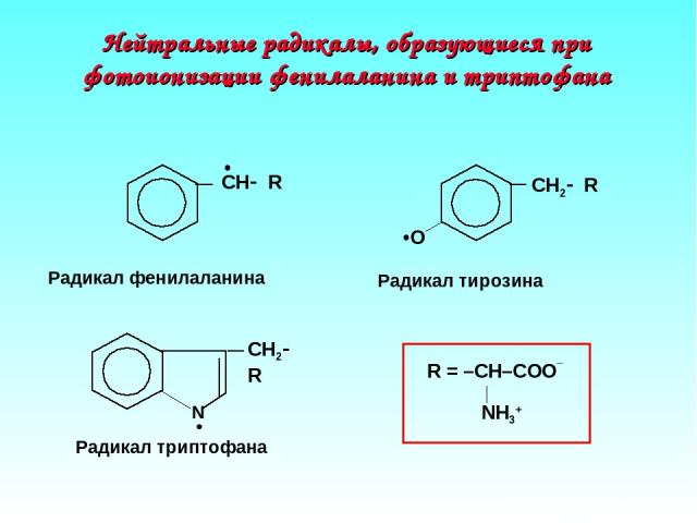 Нейтральные радикалы, образующиеся при фотоионизации фенилаланина и триптофана