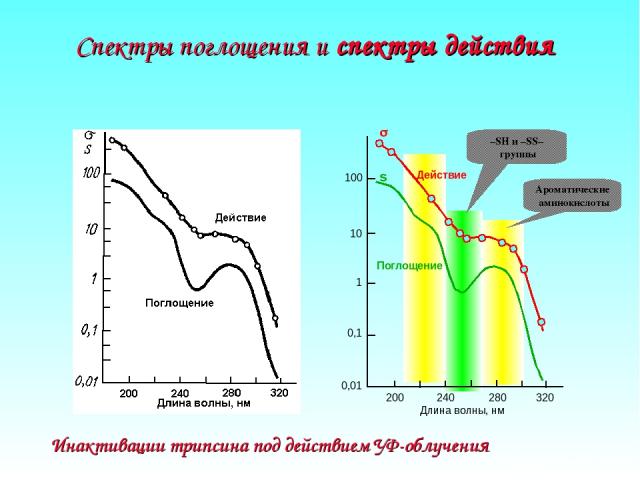 Спектры поглощения и спектры действия Длина волны, нм 100 10 1 0,1 0,01 s s Инактивации трипсина под действием УФ-облучения