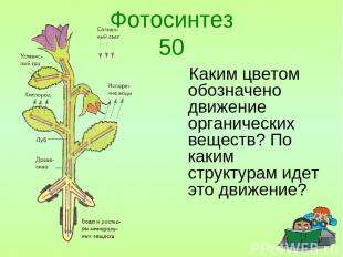 Фотосинтез 50 Каким цветом обозначено движение органических веществ? По каким ст