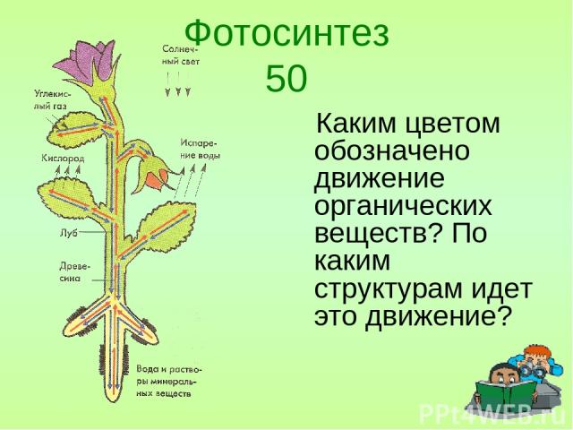 Фотосинтез 50 Каким цветом обозначено движение органических веществ? По каким структурам идет это движение?