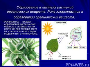 Образование в листьях растений органических веществ. Роль хлоропластов в образов
