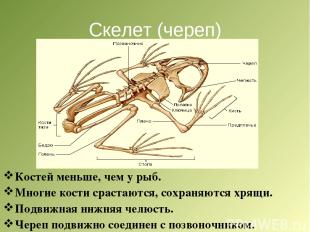 Скелет (череп) Костей меньше, чем у рыб. Многие кости срастаются, сохраняются хр