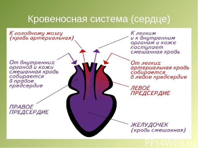 Кровеносная система (сердце)