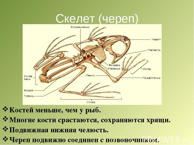 Скелет (череп) Костей меньше, чем у рыб. Многие кости срастаются, сохраняются хрящи. Подвижная нижняя челюсть. Череп подвижно соединен с позвоночником.