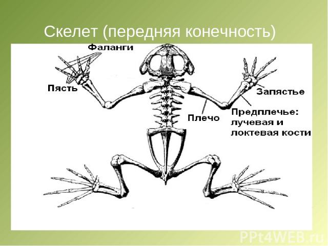 Скелет (передняя конечность)
