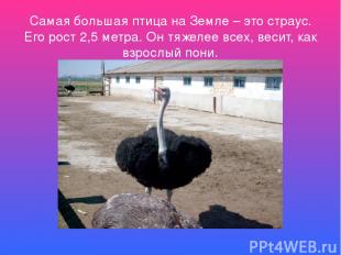 Самая большая птица на Земле – это страус. Его рост 2,5 метра. Он тяжелее всех,