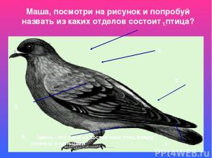 Маша, посмотри на рисунок и попробуй назвать из каких отделов состоит птица? 2.