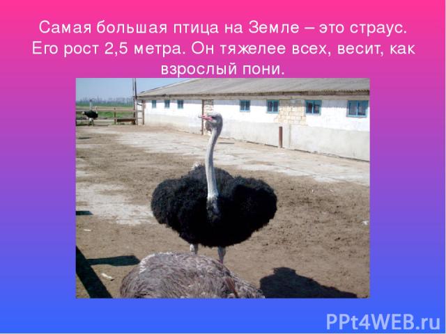 Самая большая птица на Земле – это страус. Его рост 2,5 метра. Он тяжелее всех, весит, как взрослый пони.