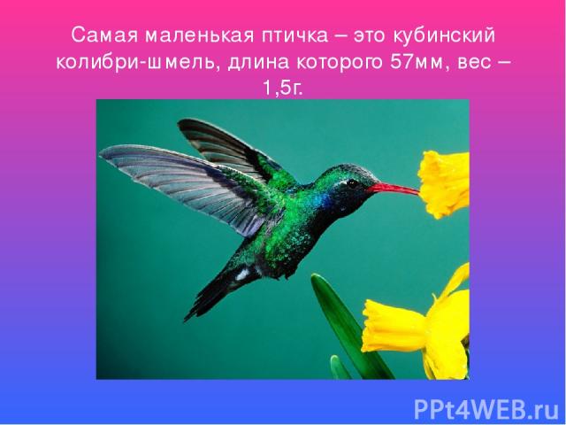 Самая маленькая птичка – это кубинский колибри-шмель, длина которого 57мм, вес – 1,5г.