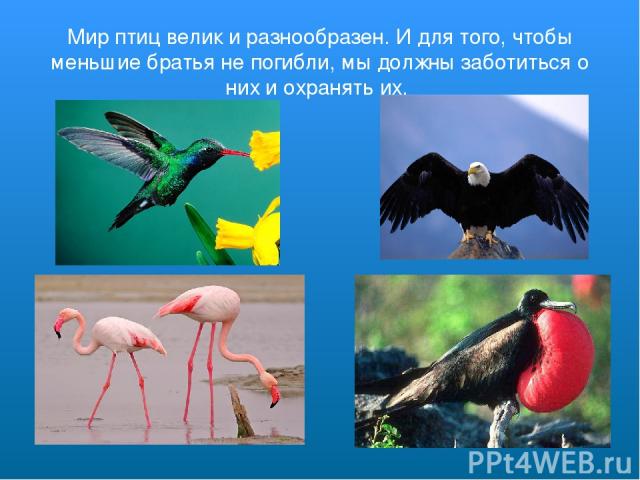 Мир птиц велик и разнообразен. И для того, чтобы меньшие братья не погибли, мы должны заботиться о них и охранять их.