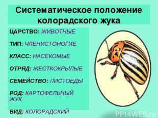 Систематическое положение колорадского жука ЦАРСТВО: ЖИВОТНЫЕ ТИП: ЧЛЕНИСТОНОГИЕ