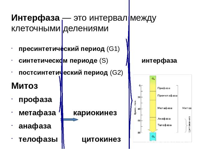 Интерфаза — это интервал между клеточными делениями пресинтетический период (G1) синтетическом периоде (S) интерфаза постсинтетический период (G2) Митоз профаза метафаза кариокинез анафаза телофазы цитокинез