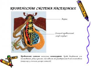 Кровеносная система насекомых незамкнутая. Кровь бесцветная или желтоватая, редк