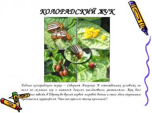 КОЛОРАДСКИЙ ЖУК Родина колорадского жука – Северная Америка. В естественных усло