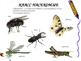 КЛАСС НАСЕКОМЫЕ мухи бабочки жуки кузнечики стрекозы 1.Двусторонне – симметричны