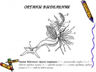 Органы выделения чёрного таракана: 1 — мальпигиевы сосуды; 2 и 3 — отделы передн