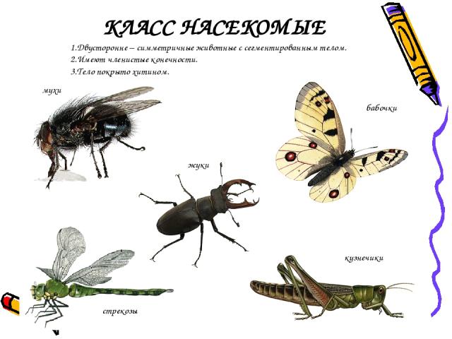 КЛАСС НАСЕКОМЫЕ мухи бабочки жуки кузнечики стрекозы 1.Двусторонне – симметричные животные с сегментированным телом. 2.Имеют членистые конечности. 3.Тело покрыто хитином.