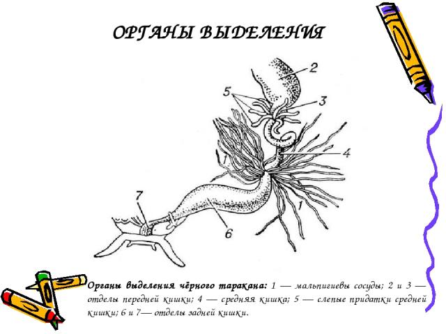 Органы выделения чёрного таракана: 1 — мальпигиевы сосуды; 2 и 3 — отделы передней кишки; 4 — средняя кишка; 5 — слепые придатки средней кишки; 6 и 7— отделы задней кишки. ОРГАНЫ ВЫДЕЛЕНИЯ