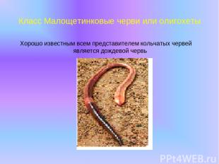 Класс Малощетинковые черви или олигохеты Хорошо известным всем представителем ко