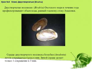 Двустворчатые моллюски  (Bivalvia) Охотского моря в течение года профильтровываю