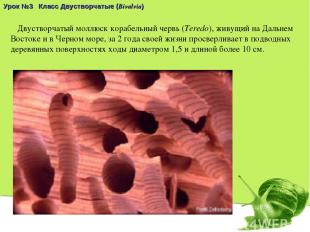 Урок №3 Класс Двустворчатые (Bivalvia) Двустворчатый моллюск корабельный червь (