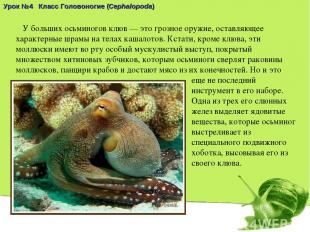 Урок №4 Класс Головоногие (Cephalopoda) У больших осьминогов клюв — это грозное