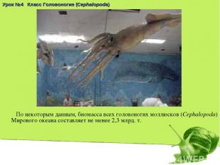 Урок №4 Класс Головоногие (Cephalopoda) По некоторым данным, биомасса всех голов