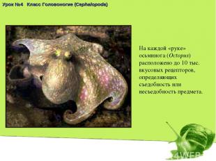 На каждой «руке» осьминога (Octopus) расположено до 10 тыс. вкусовых рецепторов,
