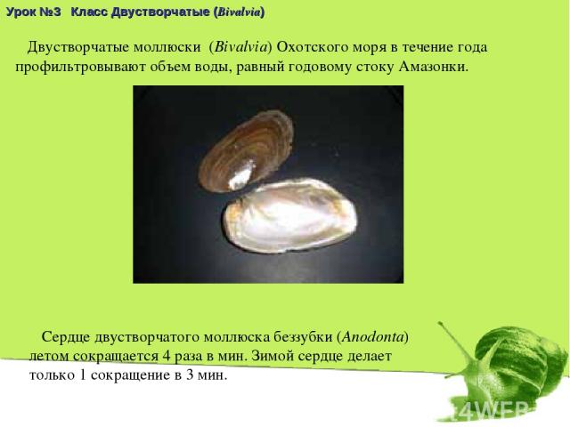 Двустворчатые моллюски  (Bivalvia) Охотского моря в течение года профильтровывают объем воды, равный годовому стоку Амазонки. Урок №3 Класс Двустворчатые (Bivalvia) Сердце двустворчатого моллюска беззубки (Anodonta) летом сокращается 4 раза в мин. З…