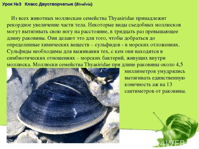 Урок №3 Класс Двустворчатые (Bivalvia) Из всех животных моллюскам семейства Thyasiridae принадлежит рекордное увеличение части тела. Некоторые виды съедобных моллюсков могут вытягивать свою ногу на расстояние, в тридцать раз превышающее длину ракови…