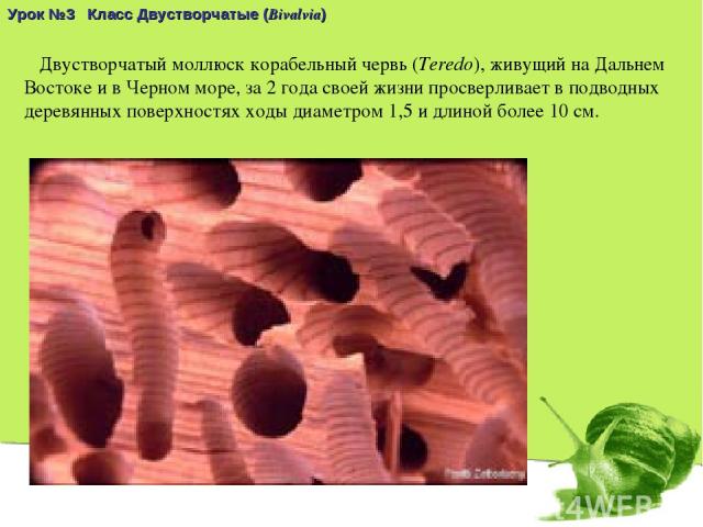 Урок №3 Класс Двустворчатые (Bivalvia) Двустворчатый моллюск корабельный червь (Teredo), живущий на Дальнем Востоке и в Черном море, за 2 года своей жизни просверливает в подводных деревянных поверхностях ходы диаметром 1,5 и длиной более 10 см.