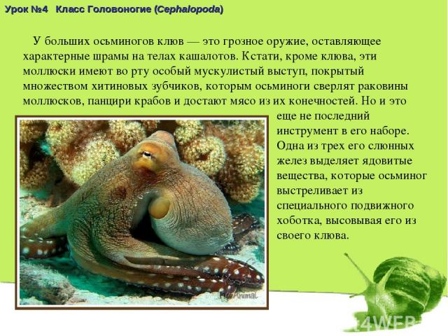 Урок №4 Класс Головоногие (Cephalopoda) У больших осьминогов клюв — это грозное оружие, оставляющее характерные шрамы на телах кашалотов. Кстати, кроме клюва, эти моллюски имеют во рту особый мускулистый выступ, покрытый множеством хитиновых зубчико…