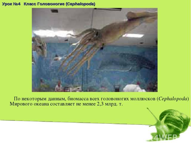 Урок №4 Класс Головоногие (Cephalopoda) По некоторым данным, биомасса всех головоногих моллюсков (Cephalopoda) Мирового океана составляет не менее 2,3 млрд. т.