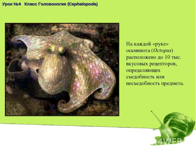 На каждой «руке» осьминога (Octopus) расположено до 10 тыс. вкусовых рецепторов, определяющих съедобность или несъедобность предмета. Урок №4 Класс Головоногие (Cephalopoda)