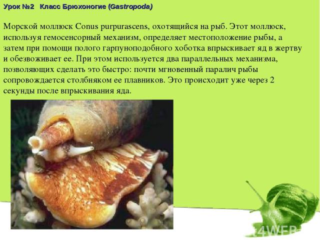 Морской моллюск Conus purpurascens, охотящийся на рыб. Этот моллюск, используя гемосенсорный механизм, определяет местоположение рыбы, а затем при помощи полого гарпуноподобного хоботка впрыскивает яд в жертву и обезвоживает ее. При этом используетс…
