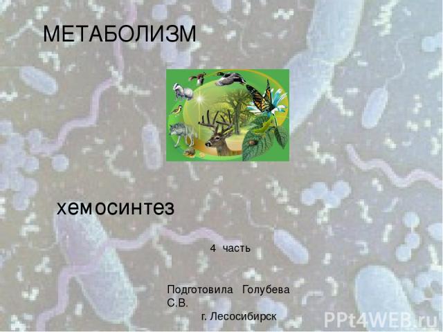 МЕТАБОЛИЗМ хемосинтез Подготовила Голубева С.В. г. Лесосибирск 4 часть