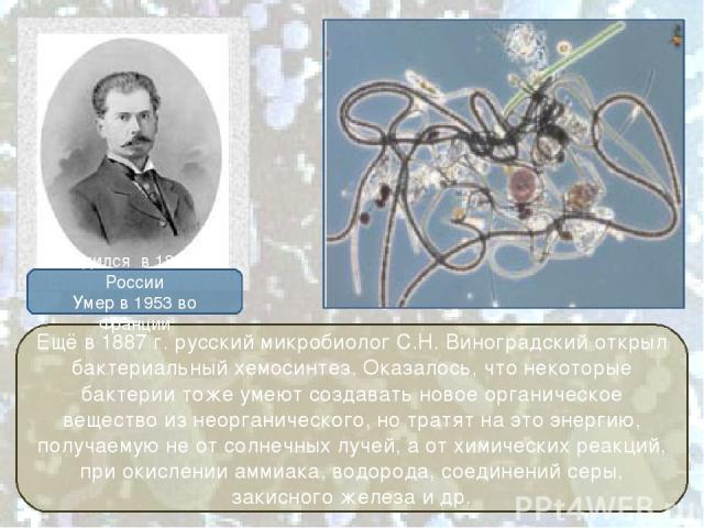 Ещё в 1887 г. русский микробиолог С.Н. Виноградский открыл бактериальный хемосинтез. Оказалось, что некоторые бактерии тоже умеют создавать новое органическое вещество из неорганического, но тратят на это энергию, получаемую не от солнечных лучей, а…