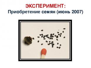 ЭКСПЕРИМЕНТ: Приобретение семян (июнь 2007)