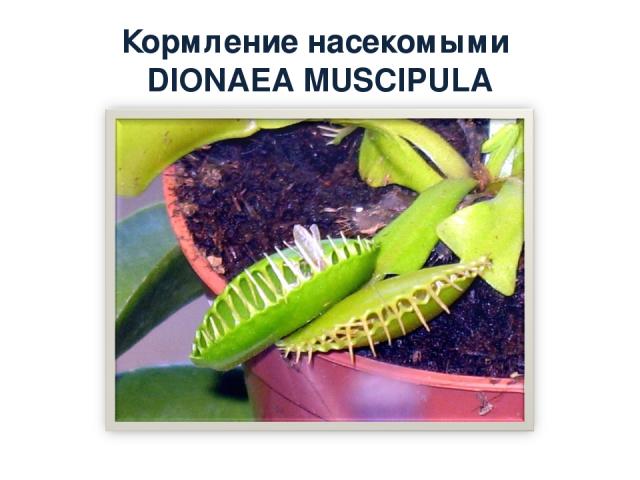 Кормление насекомыми DIONAEA MUSCIPULA