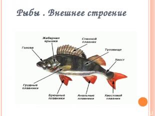 Рыбы . Внешнее строение