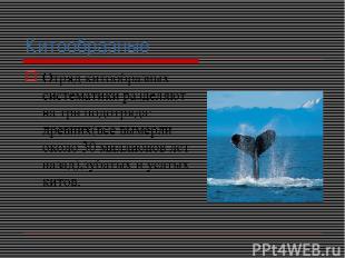 Китообразные Отряд китообразных систематики разделяют на три подотряда: древних(