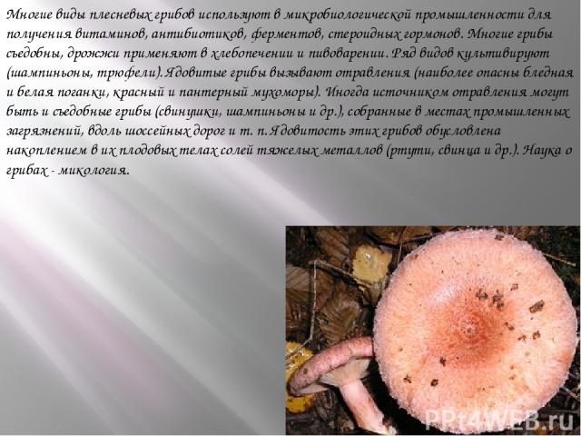 Многие виды плесневых грибов используют в микробиологической промышленности для получения витаминов, антибиотиков, ферментов, стероидных гормонов. Многие грибы съедобны, дрожжи применяют в хлебопечении и пивоварении. Ряд видов культивируют (шампиньо…