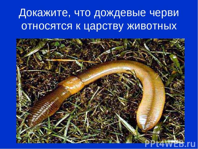 Докажите, что дождевые черви относятся к царству животных