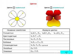 Цветок правильный неправильный Цветок Цветок Название семейства Формула цветка Р